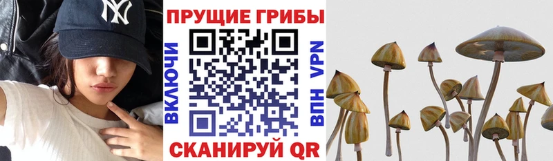 Галлюциногенные грибы Cubensis  как найти   KRAKEN ССЫЛКА  Печора 